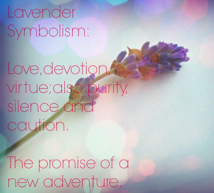 Love The Lavender Leilalove